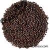 Organic Black Mustard Seeds (Rai Dana – رائی دانہ)-Kali Sarson