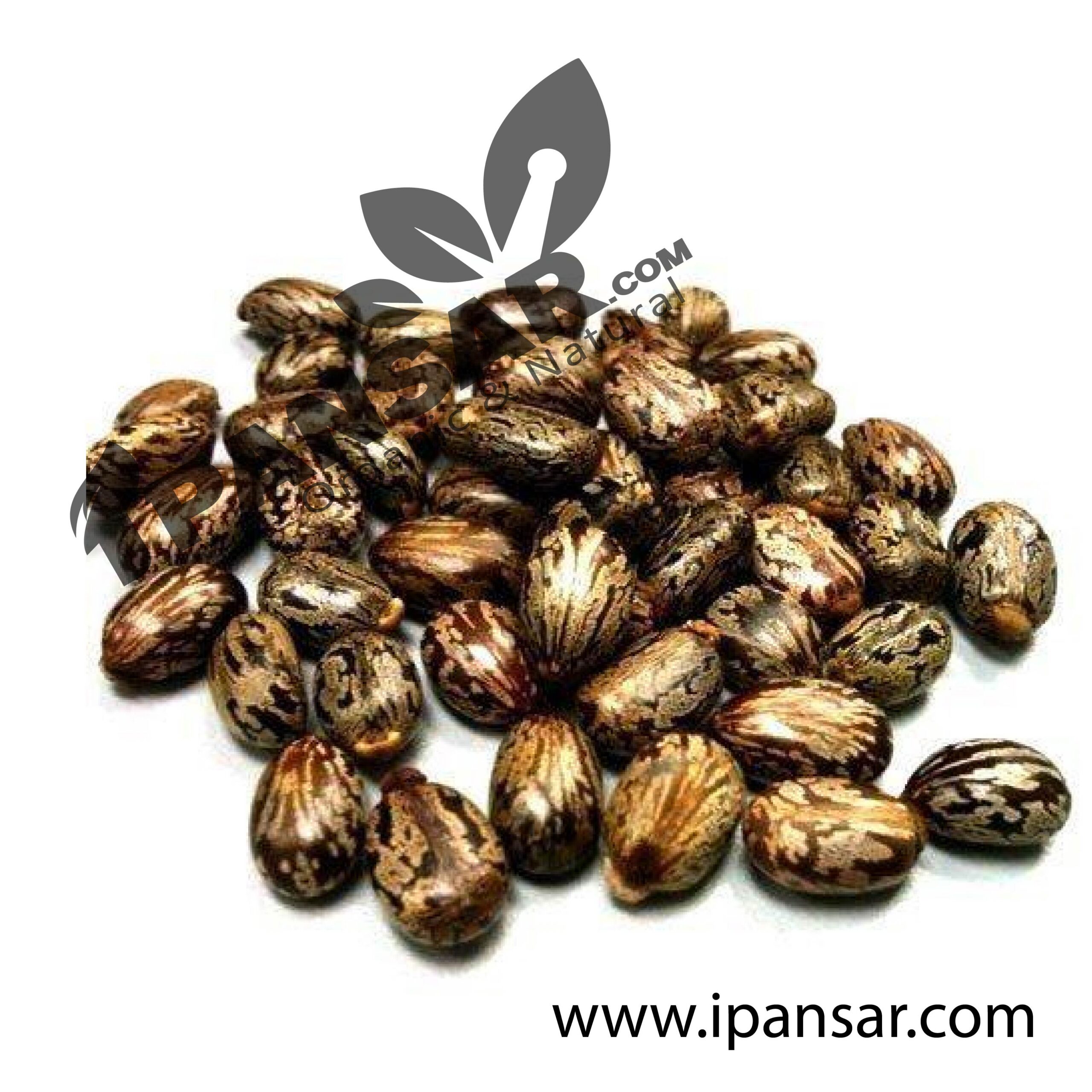 Organic Castor Seeds (Tukhm-e-Arandi – تخم ارنڈی)